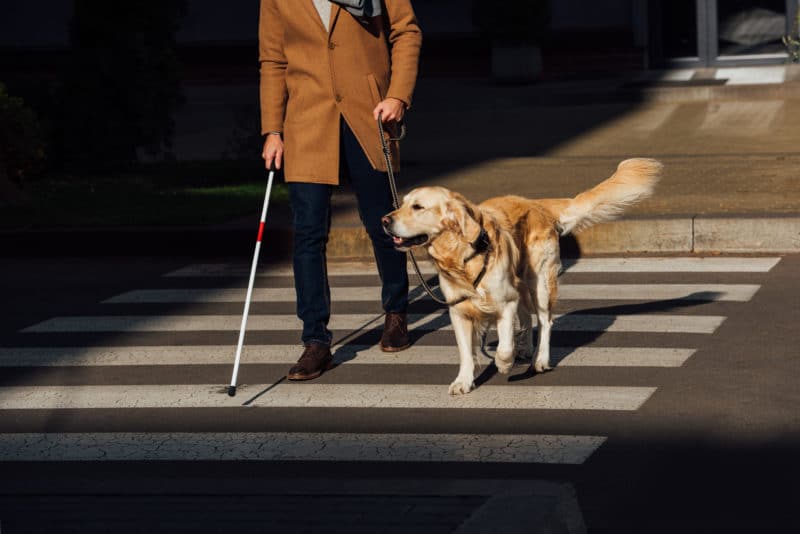 a blind man navigating a crosswalk in Los Angeles with the help of a service animal